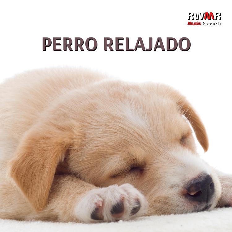 RW siesta para perros's avatar image