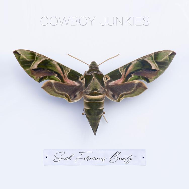 Cowboy Junkies's avatar image