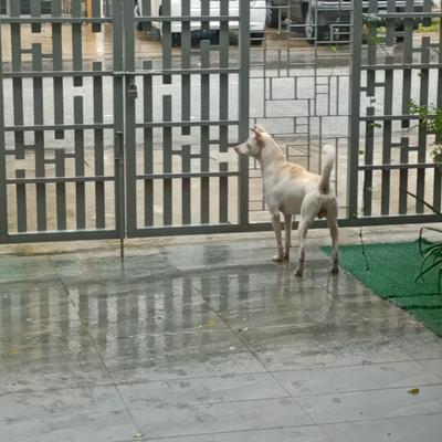 Shiro in the Rain's cover