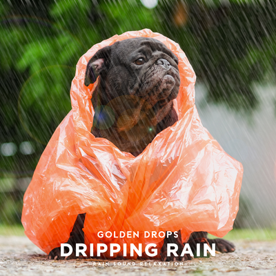 Dripping Rain By Golden Drops's cover