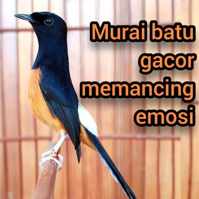 Murai Batu Gacor Memancing Emosi (Live)'s cover