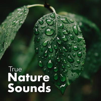 True Nature Sounds's cover