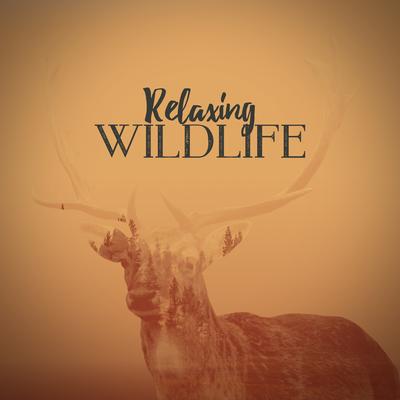 Relaxing Wildlife's cover