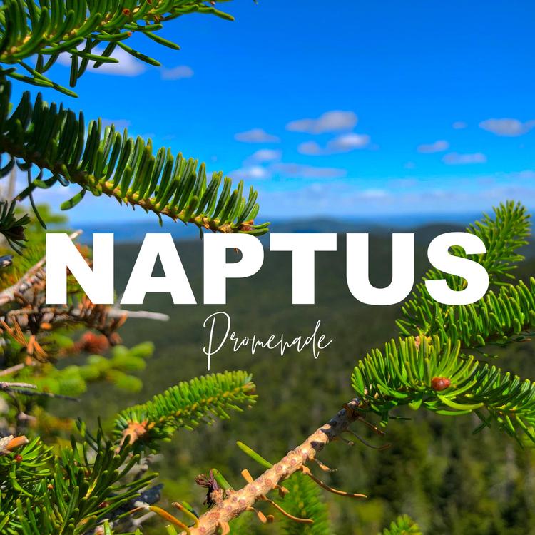 Naptus's avatar image
