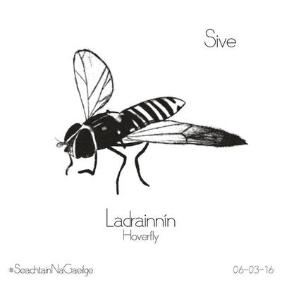 Ladrainnín's cover