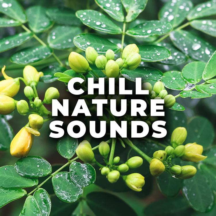 Chill Nature Sounds's avatar image