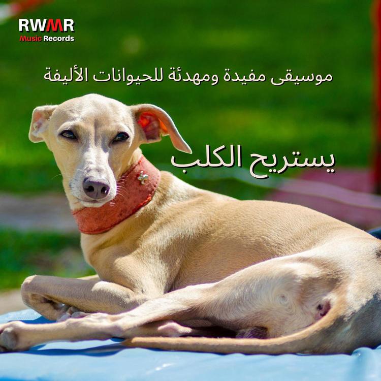 RW كلب بلا قلق's avatar image