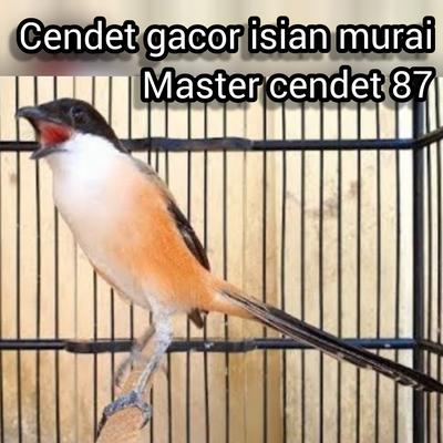 Cendet Gacor Isian Murai (Live)'s cover