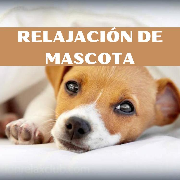 RELAJACIÓN DE MASCOTAS's avatar image