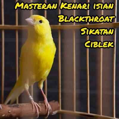 Masteran Kenari Isian Blackhtroat Sikatan Ciblek's cover
