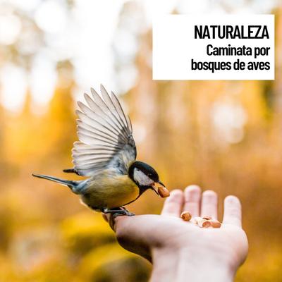 Naturaleza: Caminata por bosques de aves's cover