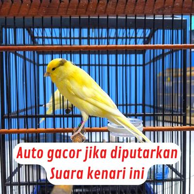 Auto Gacor Jika Diputarkan Suara Kenari Ini (Live)'s cover