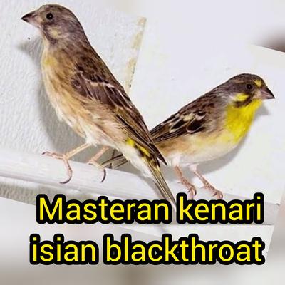Masteran Kenari Isian Blackthroat's cover