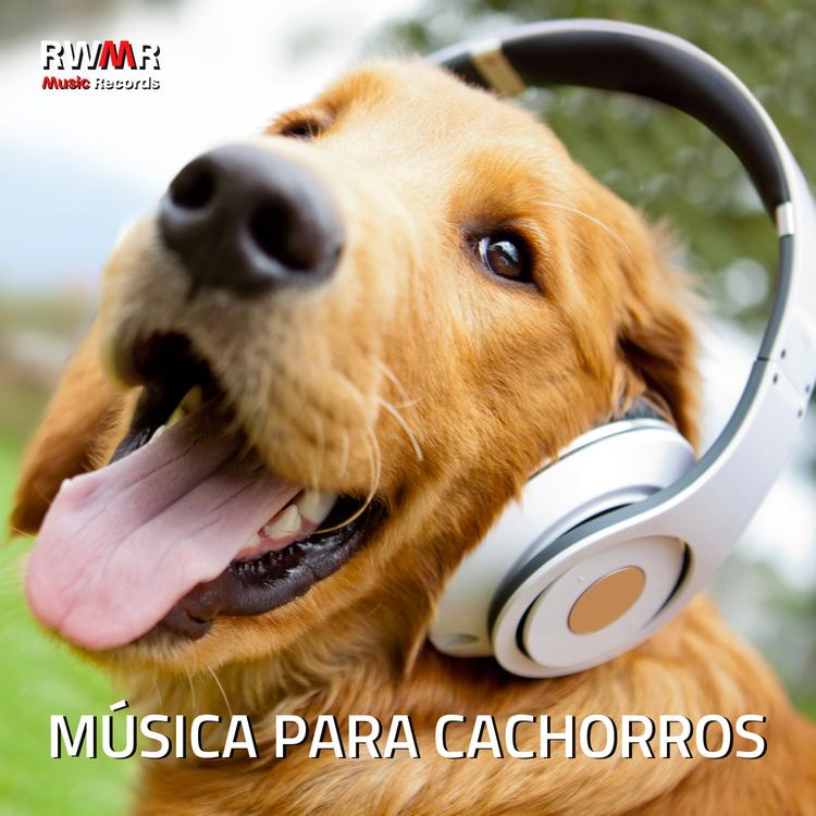 RW Melodias calmantes do cão's avatar image