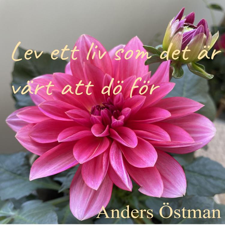 Anders Östman's avatar image
