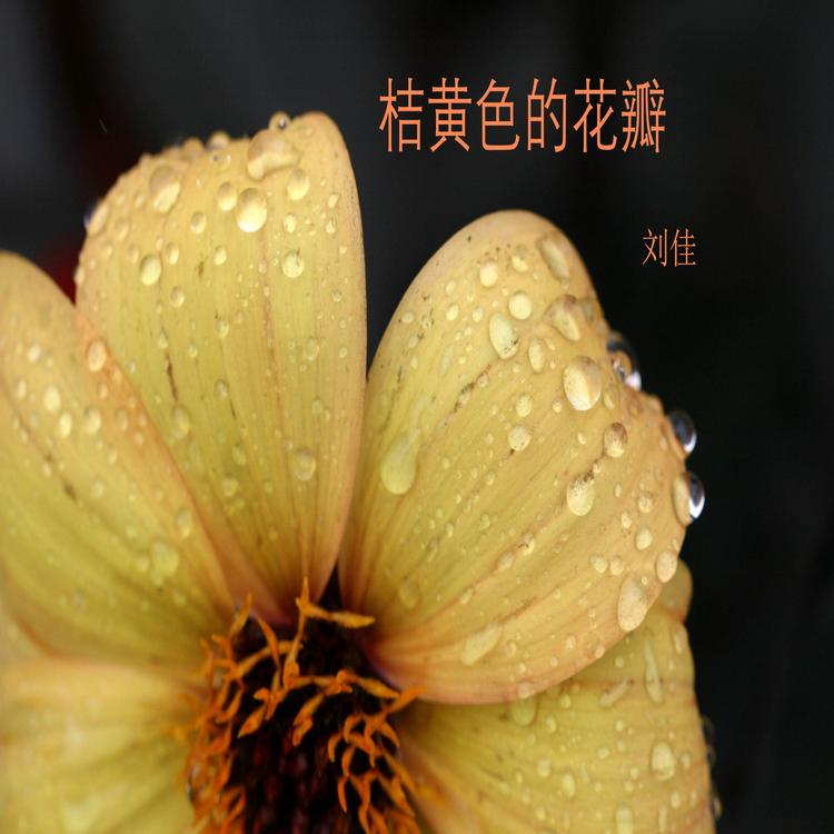 刘佳's avatar image