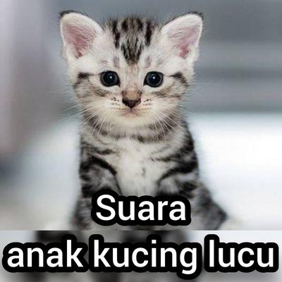 Suara Anak Kucing Lucu (Live)'s cover