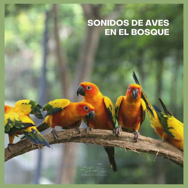 Sonidos De Aves's avatar image