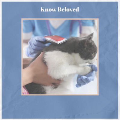 Know Beloved's cover