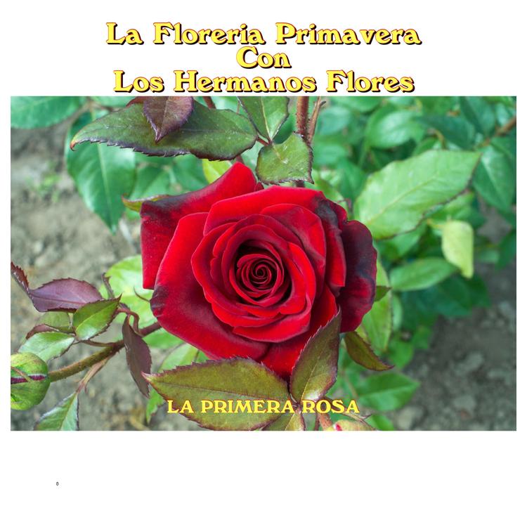 La Floreria Primavera Con Los Hermanos Flores's avatar image