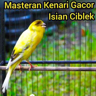 Masteran Kenari Gacor Isian Ciblek (Live)'s cover