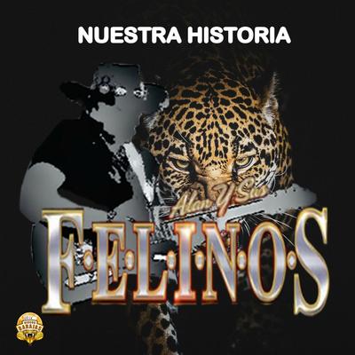 Alan Y Sus Felinos's cover