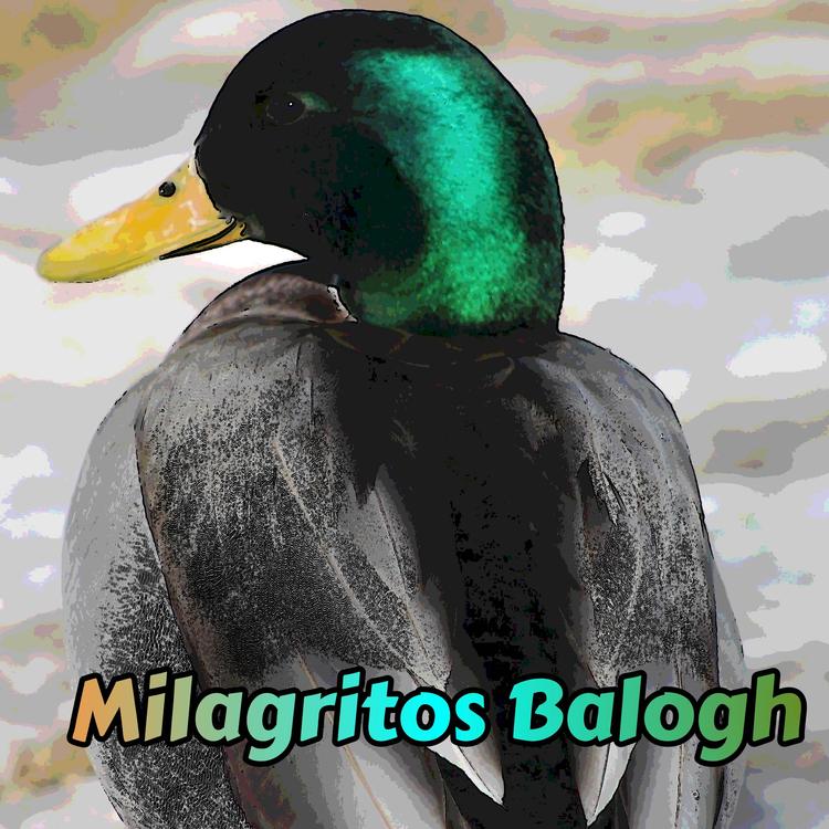 Milagritos Balogh's avatar image