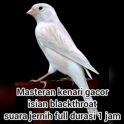 Masteran Kenari Gacor Isian Blackthroat Suara Jernih Full Durasi 1 Jam (Live)'s cover