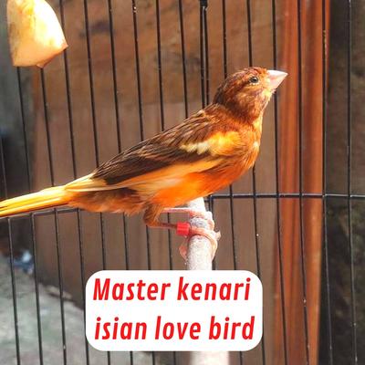 Master Kenari Isian Love Bird (Live)'s cover