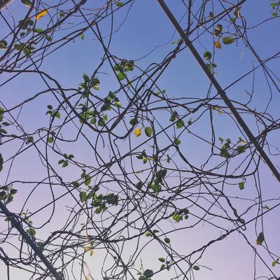 Endless Spring By Shou, Komorebi, Whimsical's cover