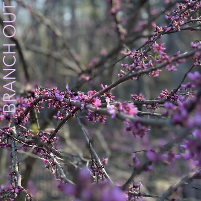 Redbud's cover