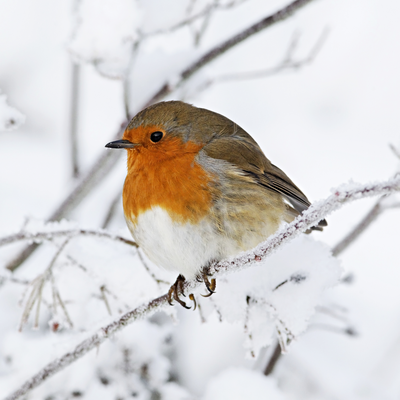 Robin By Charlie J Perry's cover