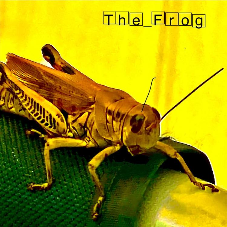 The_frog's avatar image