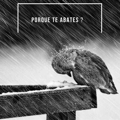 Porque Te Abates By Marcelo Gois, P. DACRUZ's cover