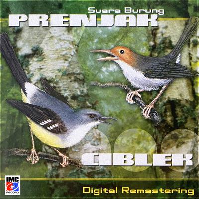 Suara Burung Ciblek (Javanese Bar-winged Prinia call song)'s cover