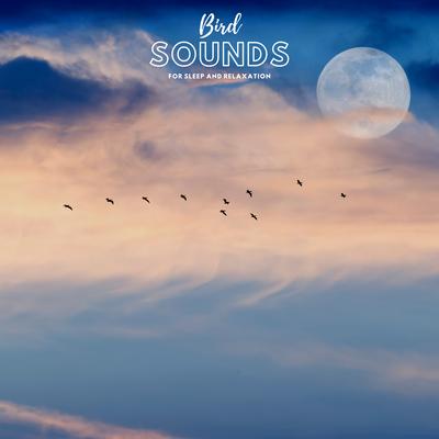 Bird Sounds For Sleep and Relaxation's cover