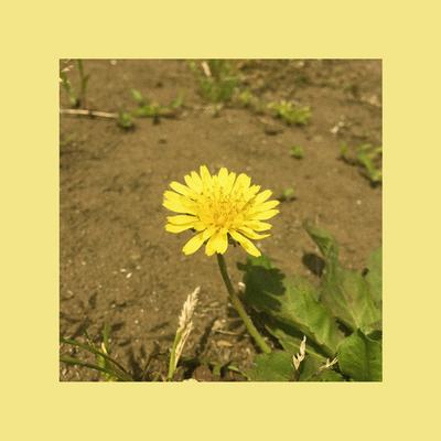 Dandelion (single ver.)'s cover