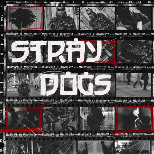 #straydogs's cover