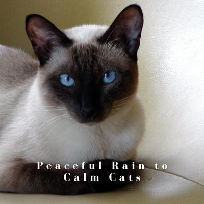 Rain White Noise By Natures DNA, Calming Cat Music, Relax My Cat's cover