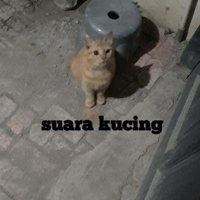 Suara Kucing's cover