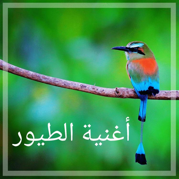 BS أصوات الطبيعة's avatar image