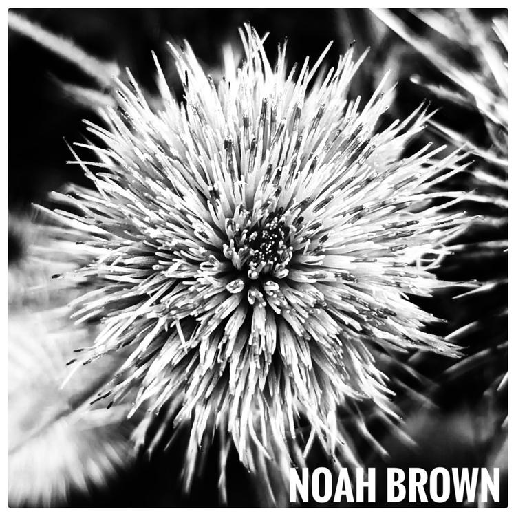 Noah Brown's avatar image