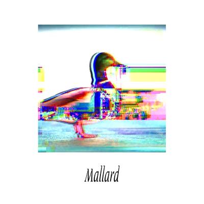 Mallard's cover