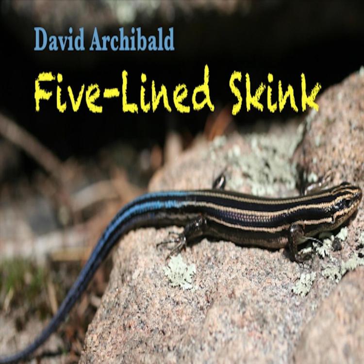 David Archibald's avatar image