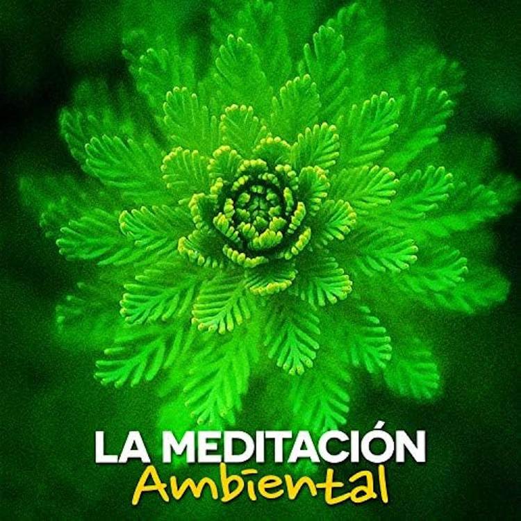 Meditación Musical's avatar image