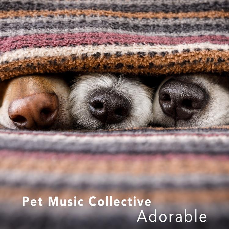 Pet Music Collective's avatar image