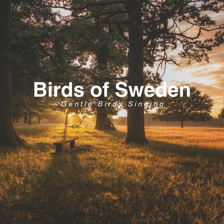 Birds of Sweden's avatar image