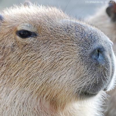 Капибара (Capybara) By Сто-Личный Она-Нас, Betsy's cover