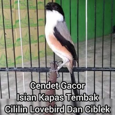 Cendet Gacor Isian Kapas Tembak Cililin Lovebird Dan Ciblek's cover