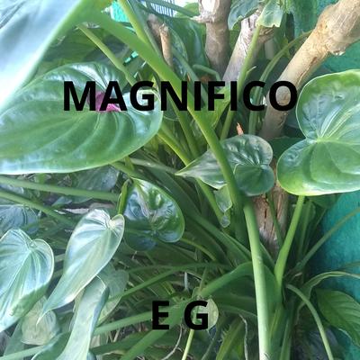 MAGNIFICO's cover